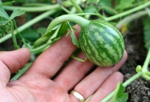 Health Care Garden Onsite baby watermelon